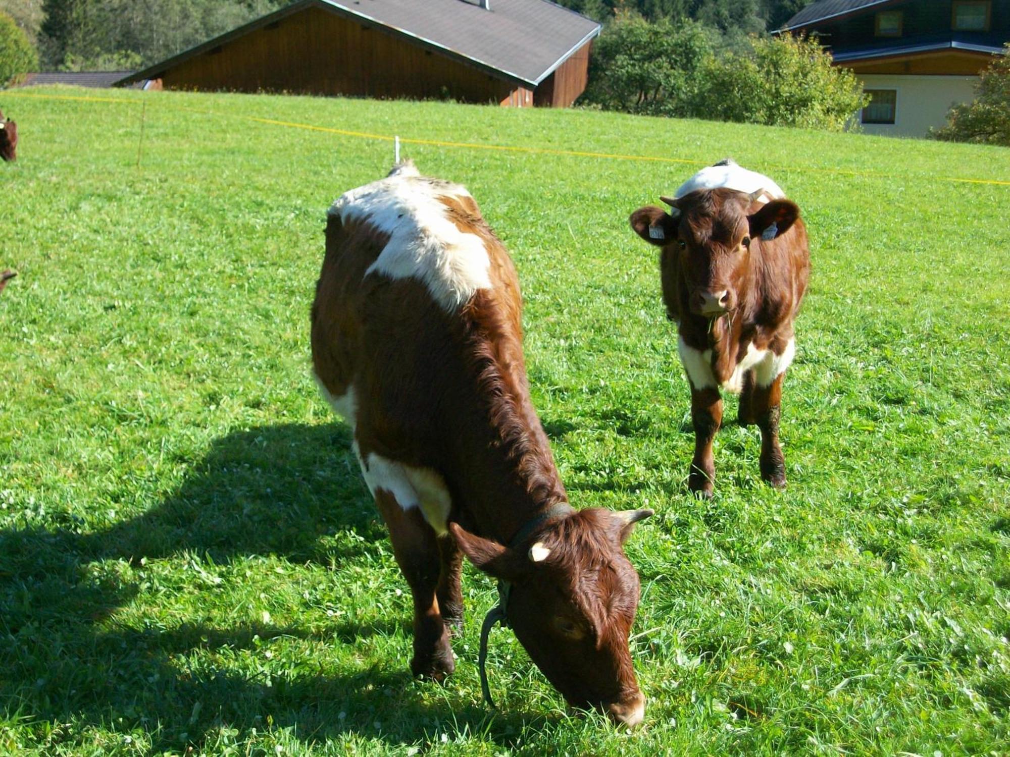 Oberschlassbergbauer Wald im Pinzgau Ngoại thất bức ảnh